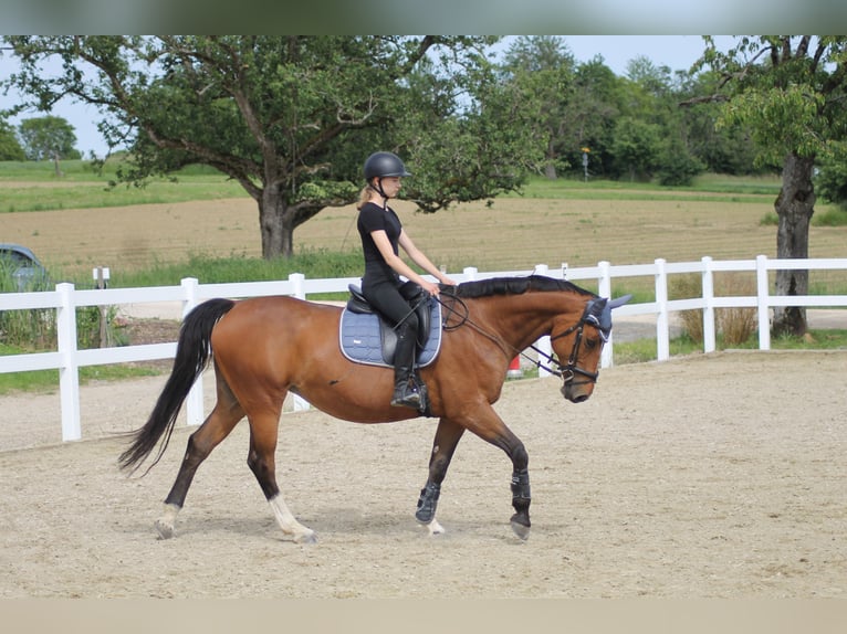KWPN Giumenta 15 Anni 160 cm Baio in Gaienhofen