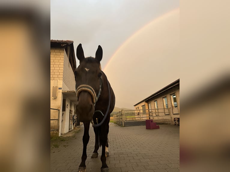 KWPN Giumenta 15 Anni 160 cm Baio in Rodersdorf