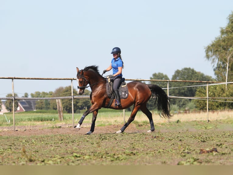 KWPN Giumenta 15 Anni 162 cm Baio scuro in Reusel