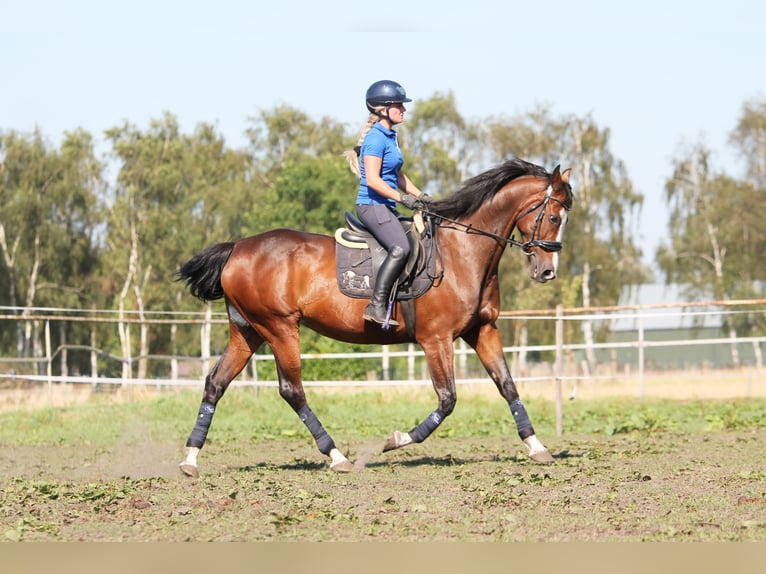 KWPN Giumenta 15 Anni 162 cm Baio scuro in Reusel