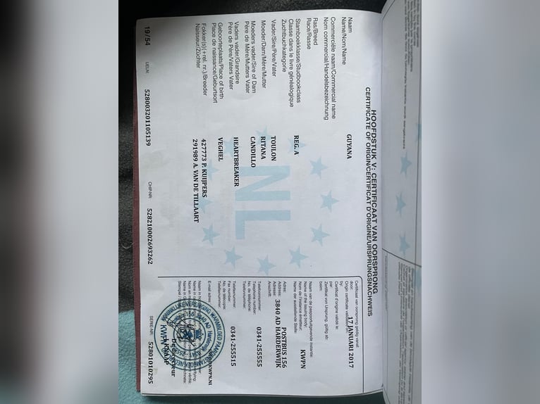 KWPN Giumenta 15 Anni 162 cm Baio scuro in Korbach