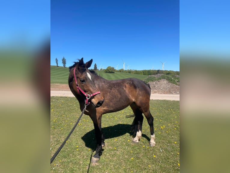 KWPN Giumenta 15 Anni 162 cm Baio scuro in Korbach