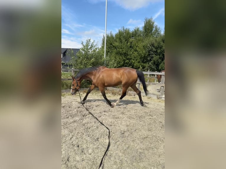 KWPN Giumenta 15 Anni 163 cm Baio in Terwolde