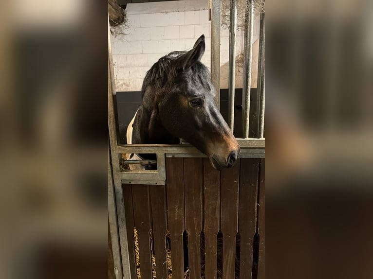 KWPN Giumenta 15 Anni 163 cm Baio in Goch