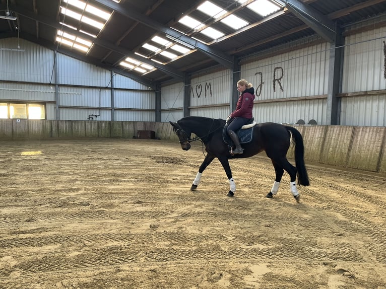 KWPN Giumenta 15 Anni 163 cm Baio in Goch