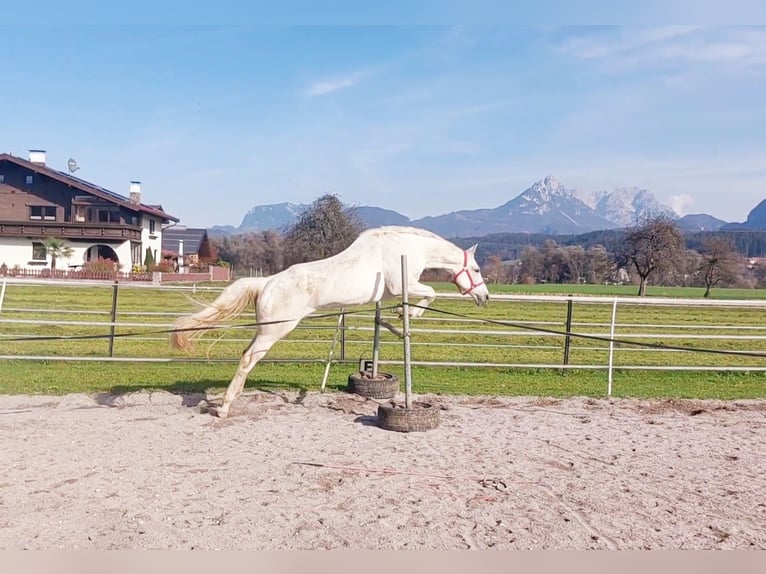 KWPN Giumenta 15 Anni 163 cm Grigio in Kirchbichl