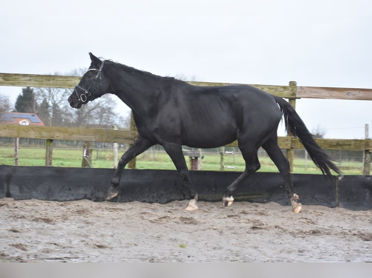 KWPN Giumenta 15 Anni 163 cm Morello in Achtmaal