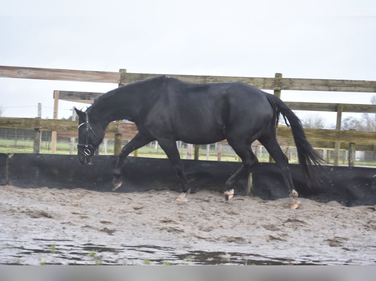 KWPN Giumenta 15 Anni 163 cm Morello in Achtmaal