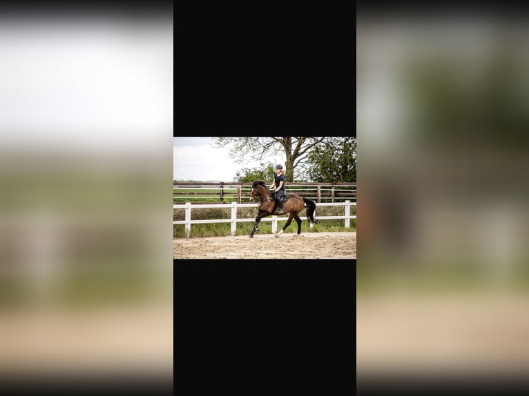KWPN Giumenta 15 Anni 164 cm Baio in Schwalmtal