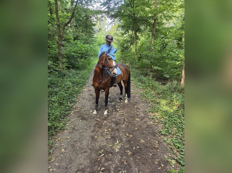 KWPN Giumenta 15 Anni 165 cm Baio in Capelle aan den IJssel
