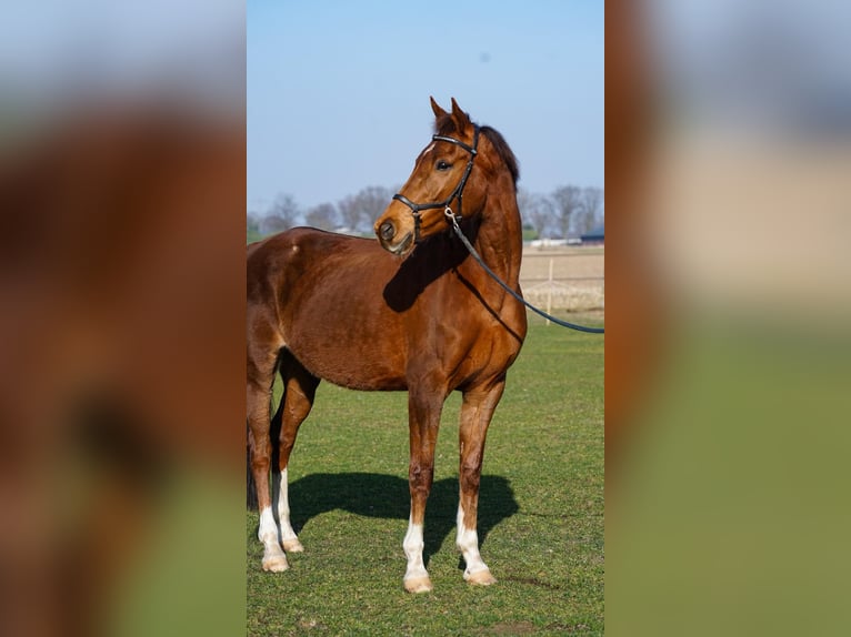 KWPN Giumenta 15 Anni 165 cm Sauro in Kelpen-Oler