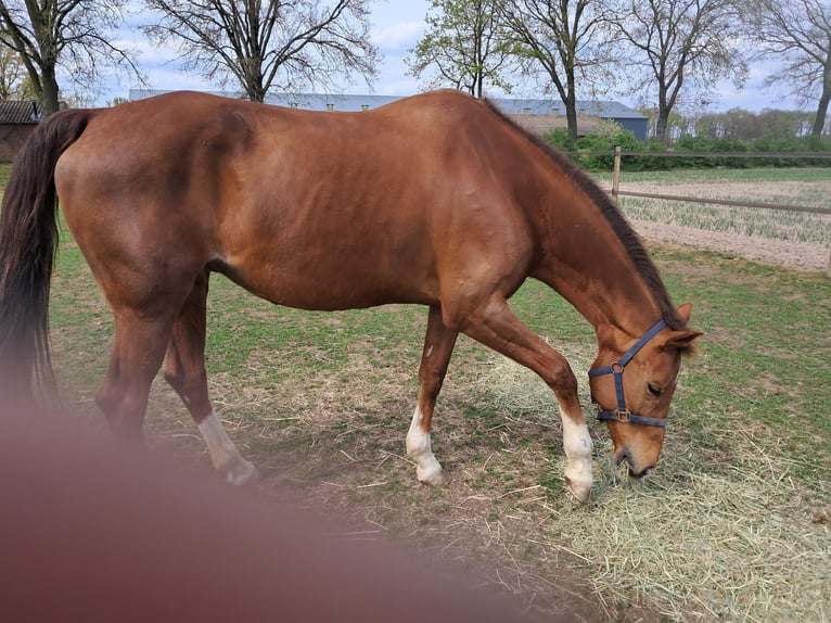 KWPN Giumenta 15 Anni 165 cm Sauro in Kelpen-Oler
