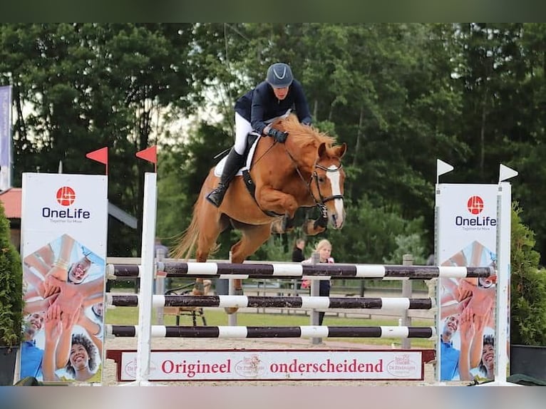 KWPN Giumenta 15 Anni 166 cm Sauro in Suwâld