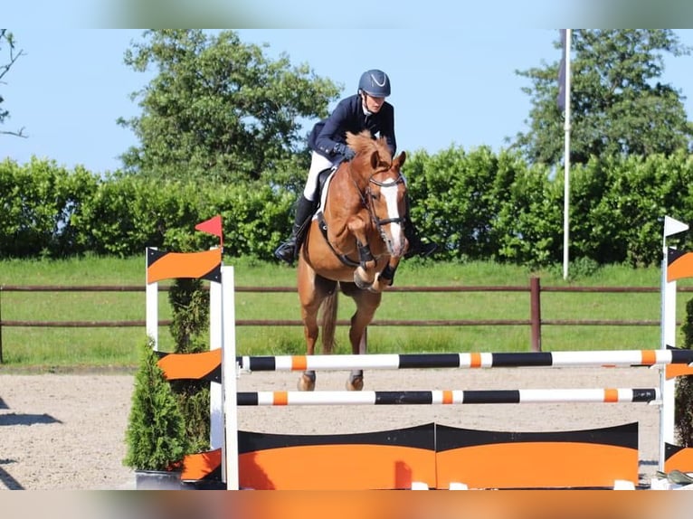 KWPN Giumenta 15 Anni 166 cm Sauro in Suwâld