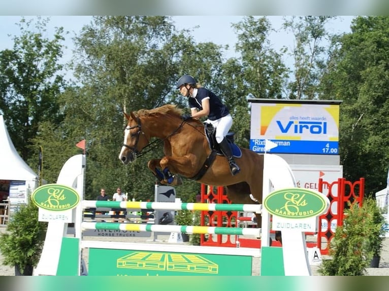 KWPN Giumenta 15 Anni 166 cm Sauro in Suwâld