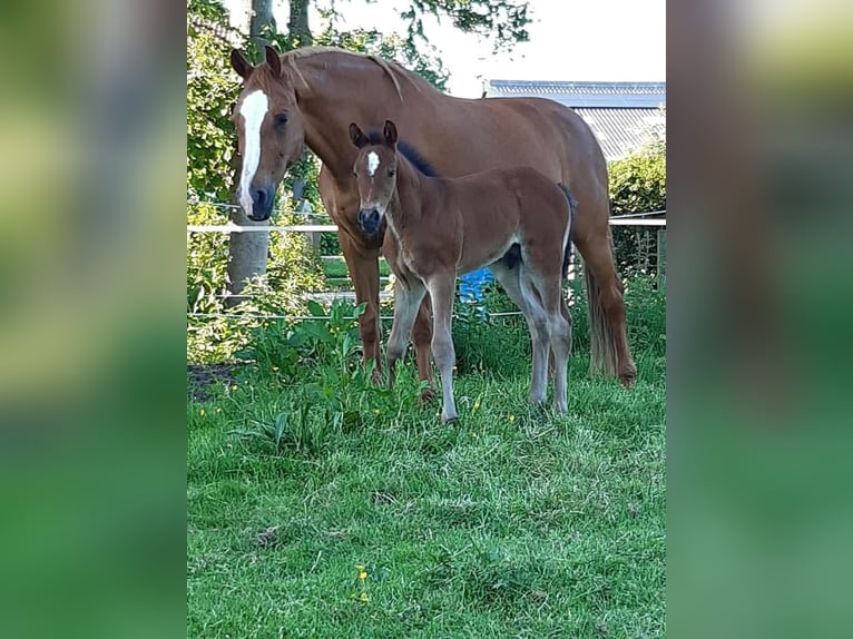 KWPN Giumenta 15 Anni 166 cm Sauro in Suwâld