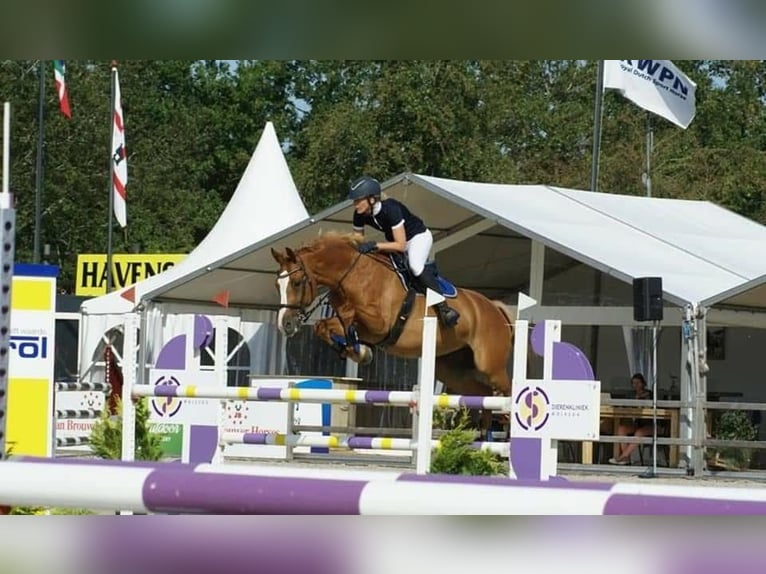 KWPN Giumenta 15 Anni 166 cm Sauro in Suwâld