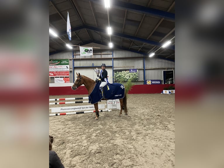 KWPN Giumenta 15 Anni 166 cm Sauro in Suwâld