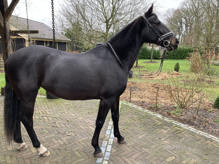 KWPN Giumenta 15 Anni 167 cm Baio nero in Uddel