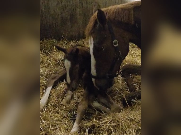 KWPN Giumenta 15 Anni 168 cm Sauro in Schoonrewoerd
