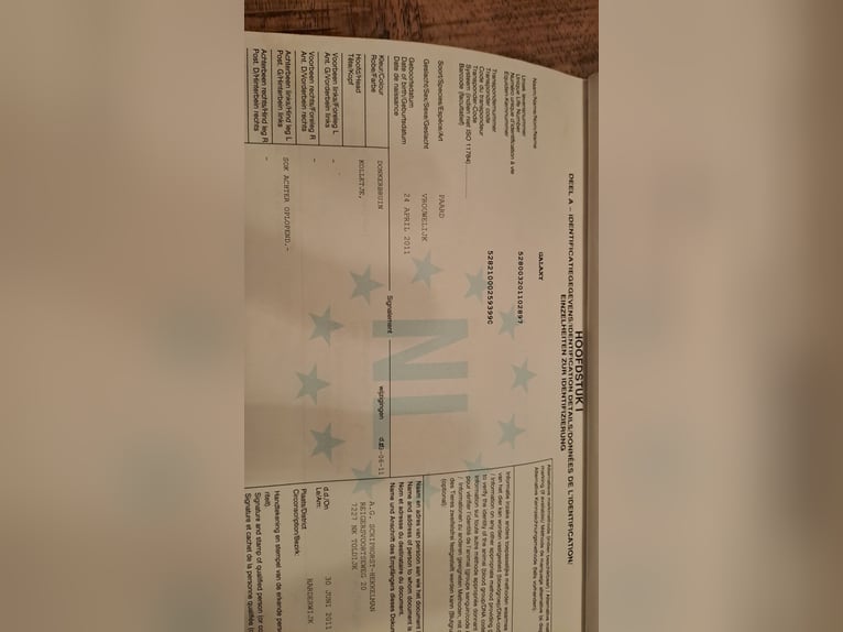 KWPN Giumenta 15 Anni 169 cm Baio in Middelstum