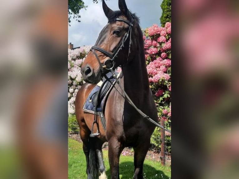 KWPN Giumenta 15 Anni 169 cm Baio in Middelstum
