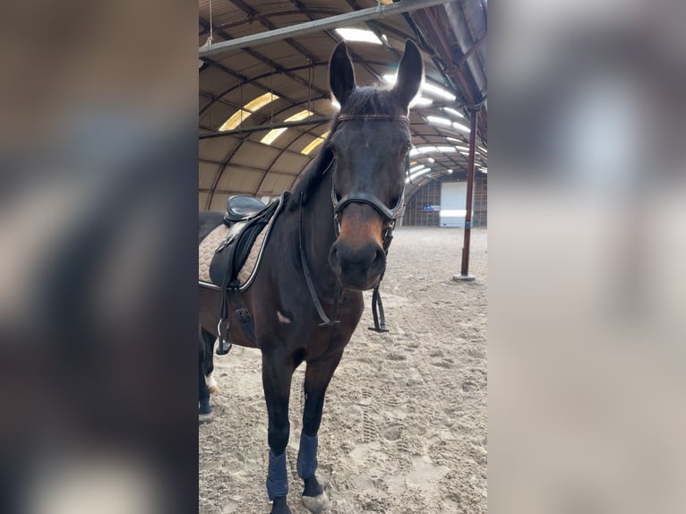 KWPN Giumenta 15 Anni 169 cm Baio scuro in Middelstum