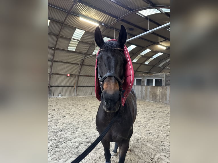 KWPN Giumenta 15 Anni 169 cm Baio scuro in Middelstum