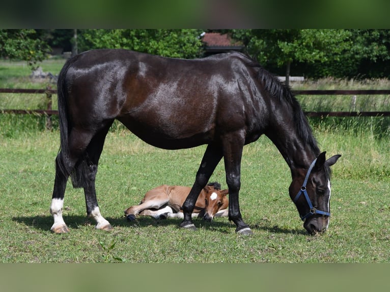 KWPN Giumenta 15 Anni 170 cm Baio nero in Markelo
