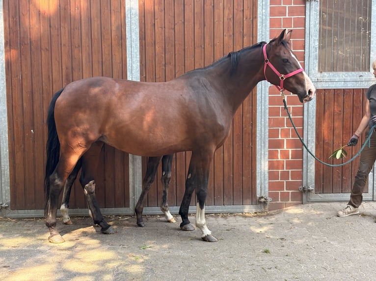 KWPN Giumenta 15 Anni 171 cm Baio scuro in Kirchlinteln