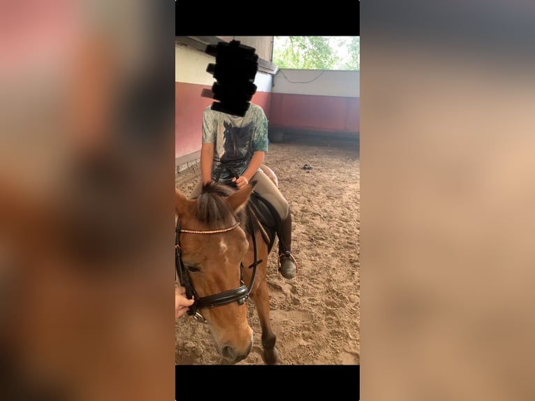 KWPN Giumenta 16 Anni 127 cm Baio in Ossendrecht