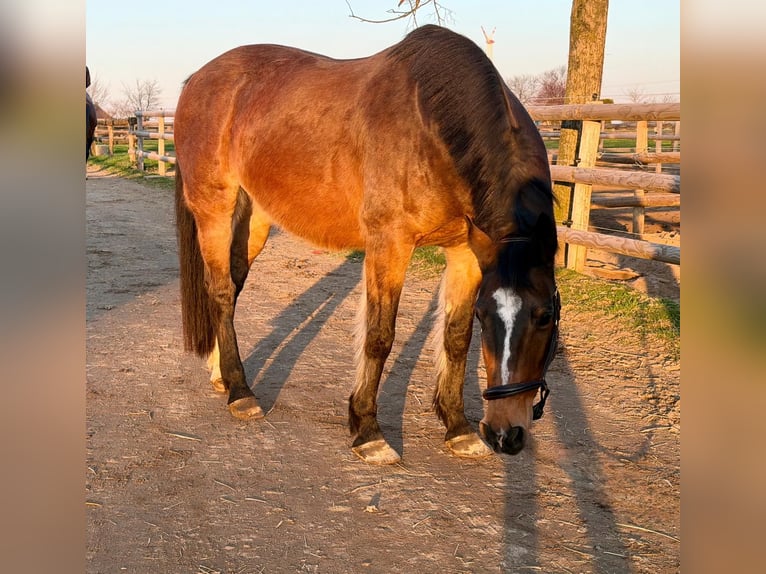 KWPN Giumenta 16 Anni 160 cm Baio in Grevenbroich