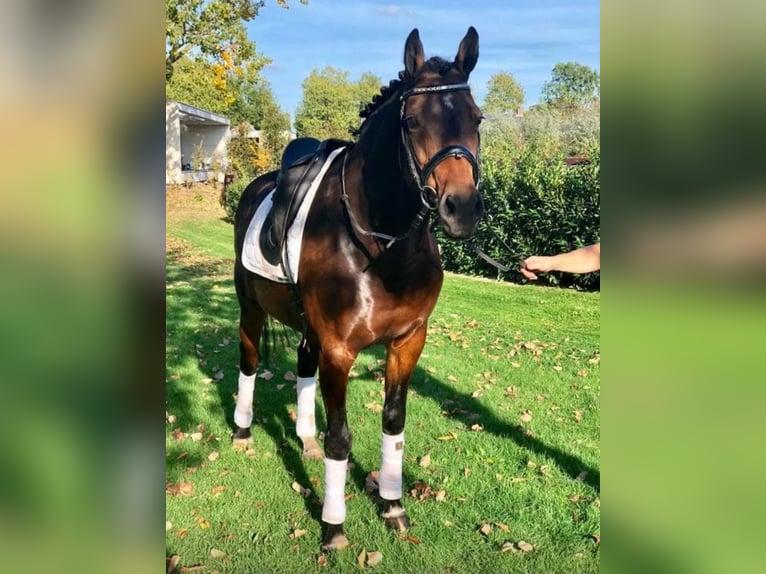 KWPN Mix Giumenta 16 Anni 160 cm Baio scuro in Gemonde