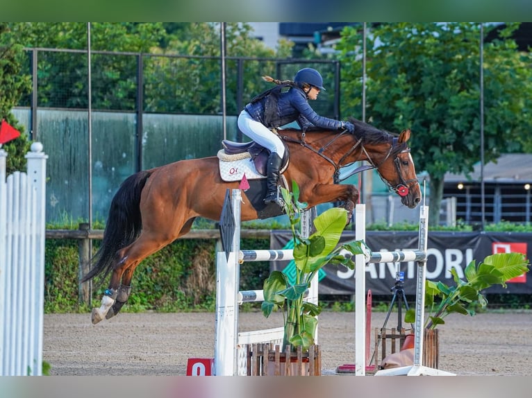 KWPN Giumenta 16 Anni 163 cm Baio in Moraleja Del Vino