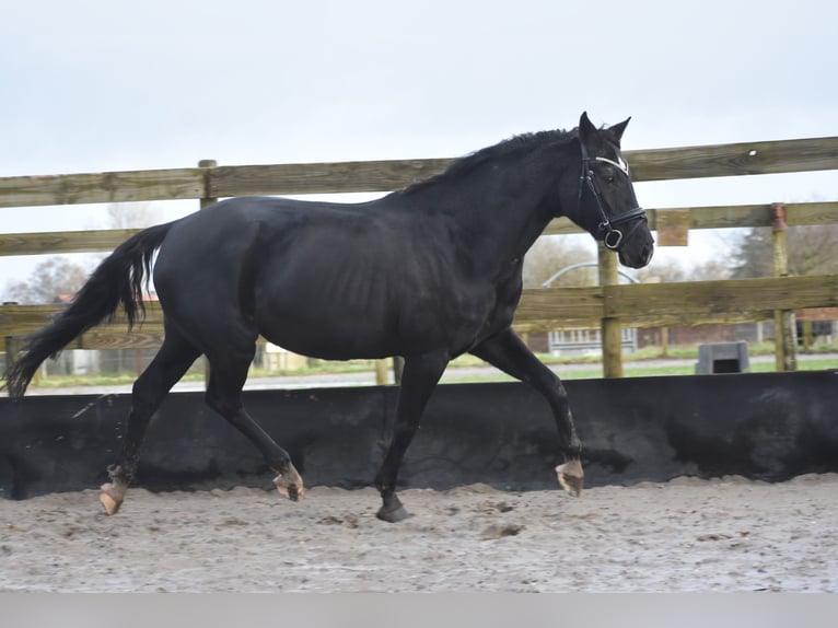 KWPN Giumenta 16 Anni 163 cm Morello in Achtmaal