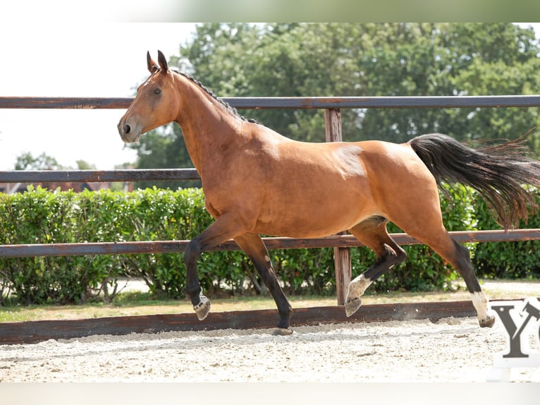 KWPN Giumenta 16 Anni 164 cm Baio in Waddinxveen