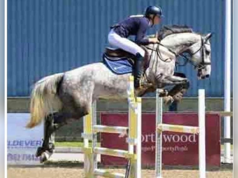 KWPN Giumenta 16 Anni 164 cm Grigio trotinato in Waldwisse