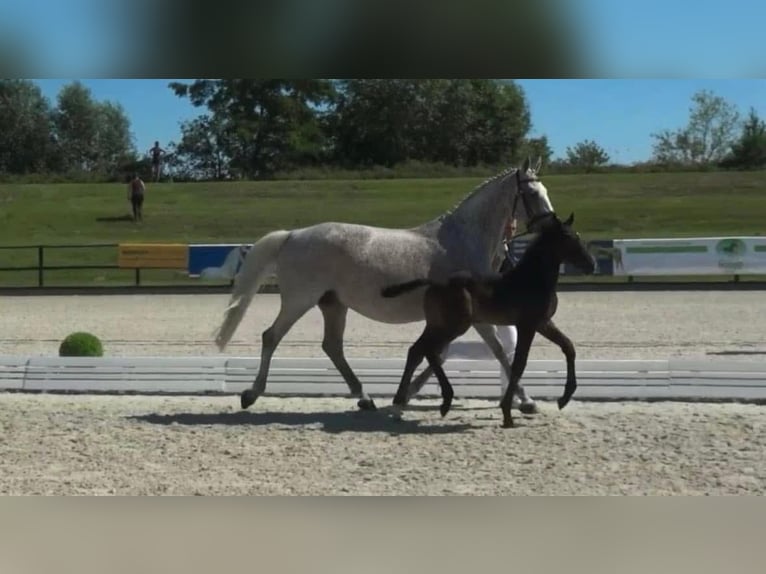 KWPN Giumenta 16 Anni 164 cm Grigio trotinato in Waldwisse