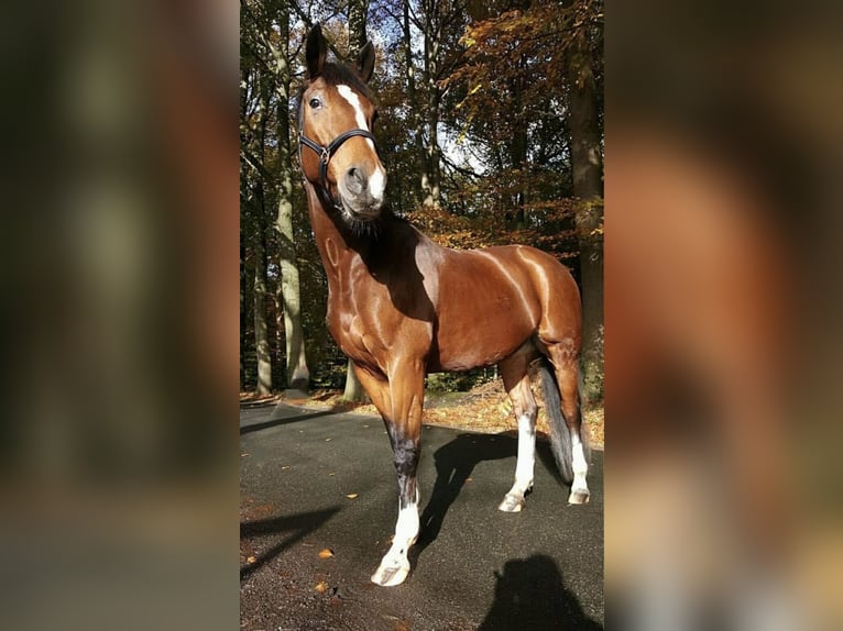 KWPN Giumenta 16 Anni 165 cm Baio in Bad Arolsen