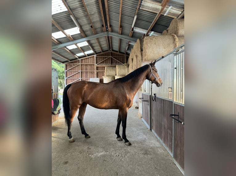 KWPN Giumenta 16 Anni 165 cm Baio in Much