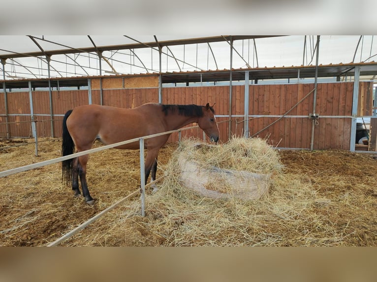 KWPN Giumenta 16 Anni 165 cm Baio chiaro in Contrada D'Accia - Torre mossa