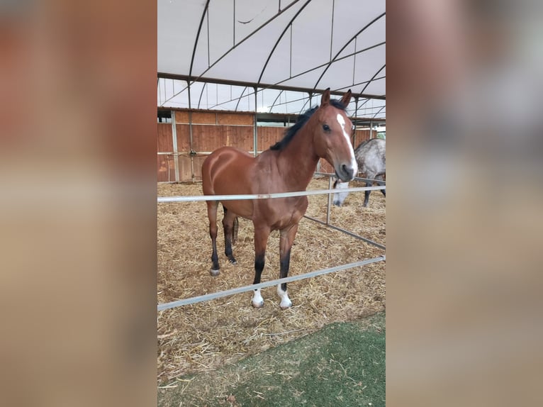 KWPN Giumenta 16 Anni 165 cm Baio chiaro in Contrada D'Accia - Torre mossa