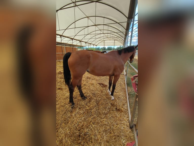 KWPN Giumenta 16 Anni 165 cm Baio chiaro in Contrada D'Accia - Torre mossa