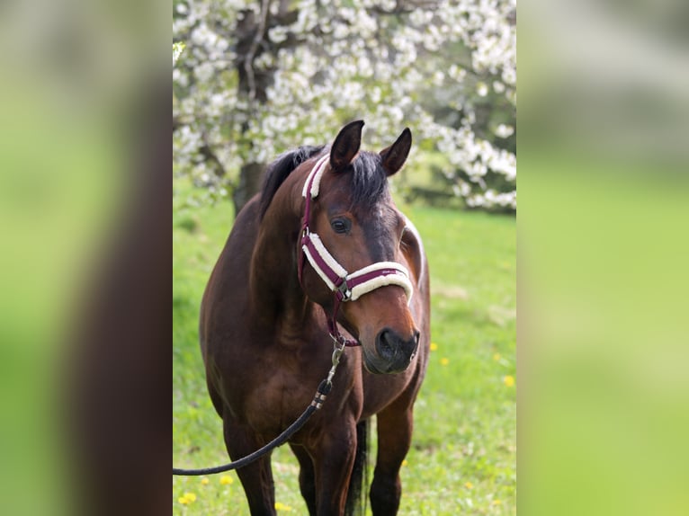 KWPN Giumenta 16 Anni 165 cm Baio scuro in Bad Steben