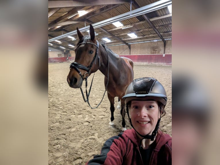 KWPN Giumenta 16 Anni 165 cm Baio scuro in Elst