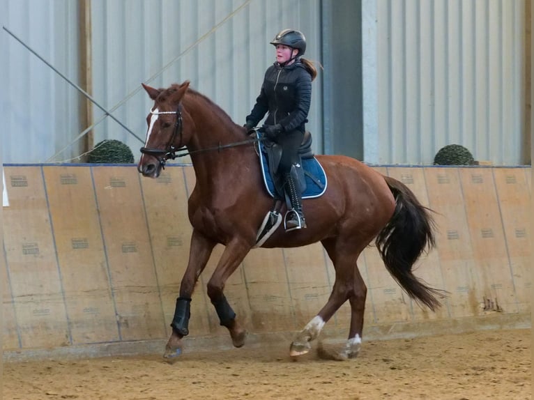 KWPN Giumenta 16 Anni 165 cm Sauro in Neustadt (Wied)