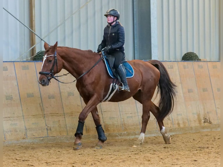 KWPN Giumenta 16 Anni 165 cm Sauro in Neustadt (Wied)