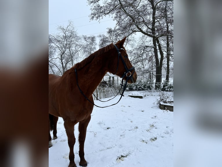 KWPN Giumenta 16 Anni 165 cm Sauro scuro in Geeste