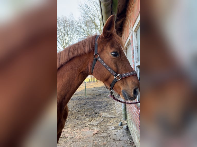 KWPN Giumenta 16 Anni 165 cm Sauro scuro in Geeste