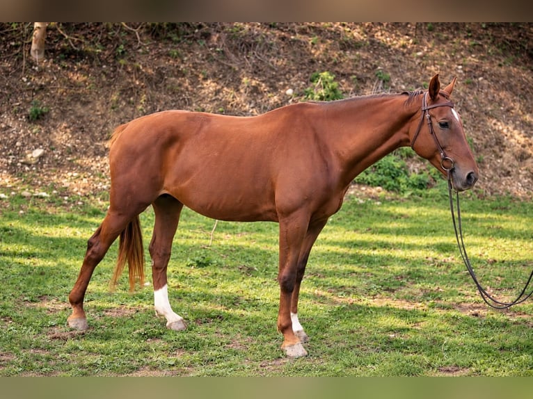 KWPN Giumenta 16 Anni 165 cm Sauro scuro in Graben